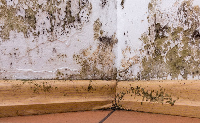 mold-inspections